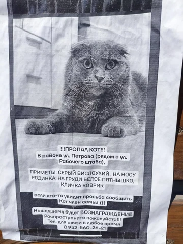 Потерялся кот Коврик - Потеряшка в Иркутск