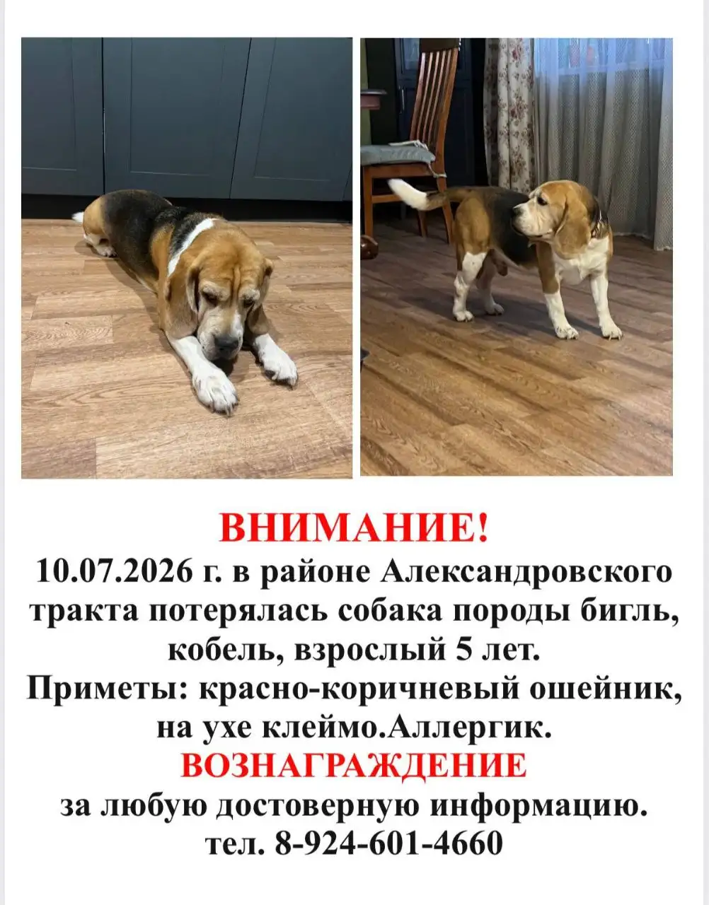 Потеряна собака в деревне Столбова - Потерянные животные (Животные) в Иркутск