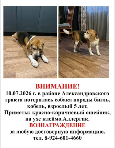 Потеряна собака в деревне Столбова - Потеряшка в Иркутск