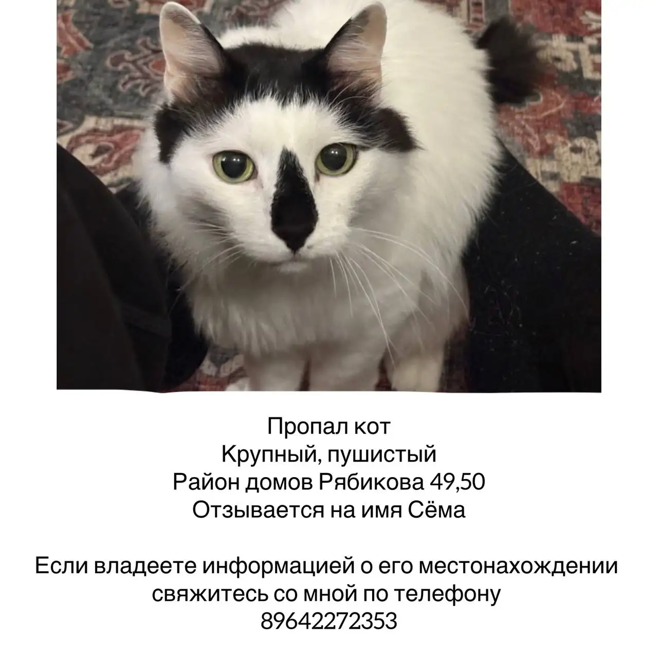 Пропал кот Сёма - Потеряшки (Животные) в Иркутск