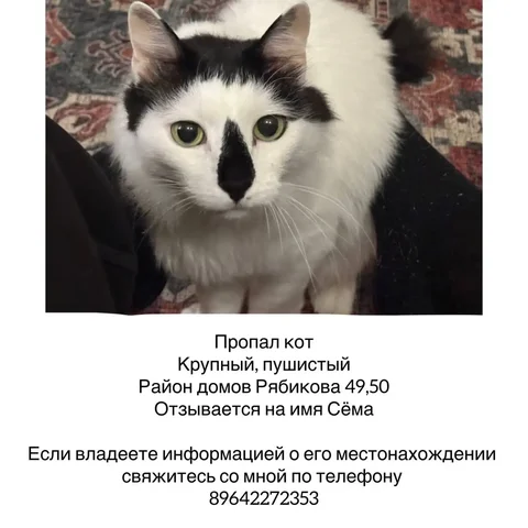Пропал кот Сёма - Потеряшка в Иркутск
