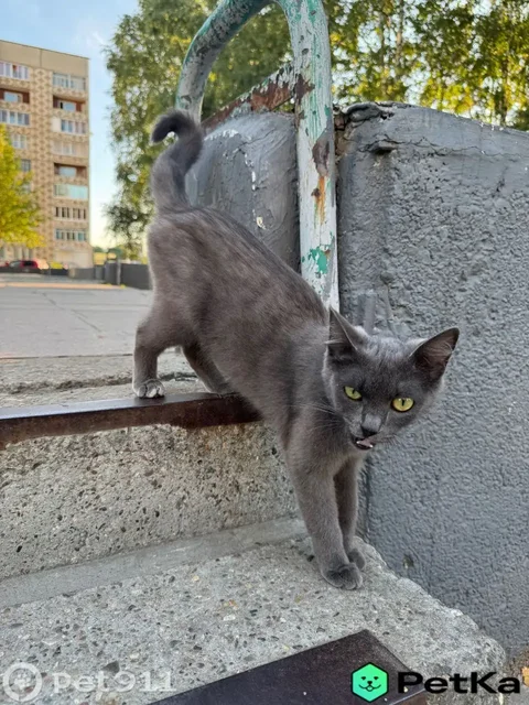 Найдена кошка в Ангарске - частное объявление в Ангарск