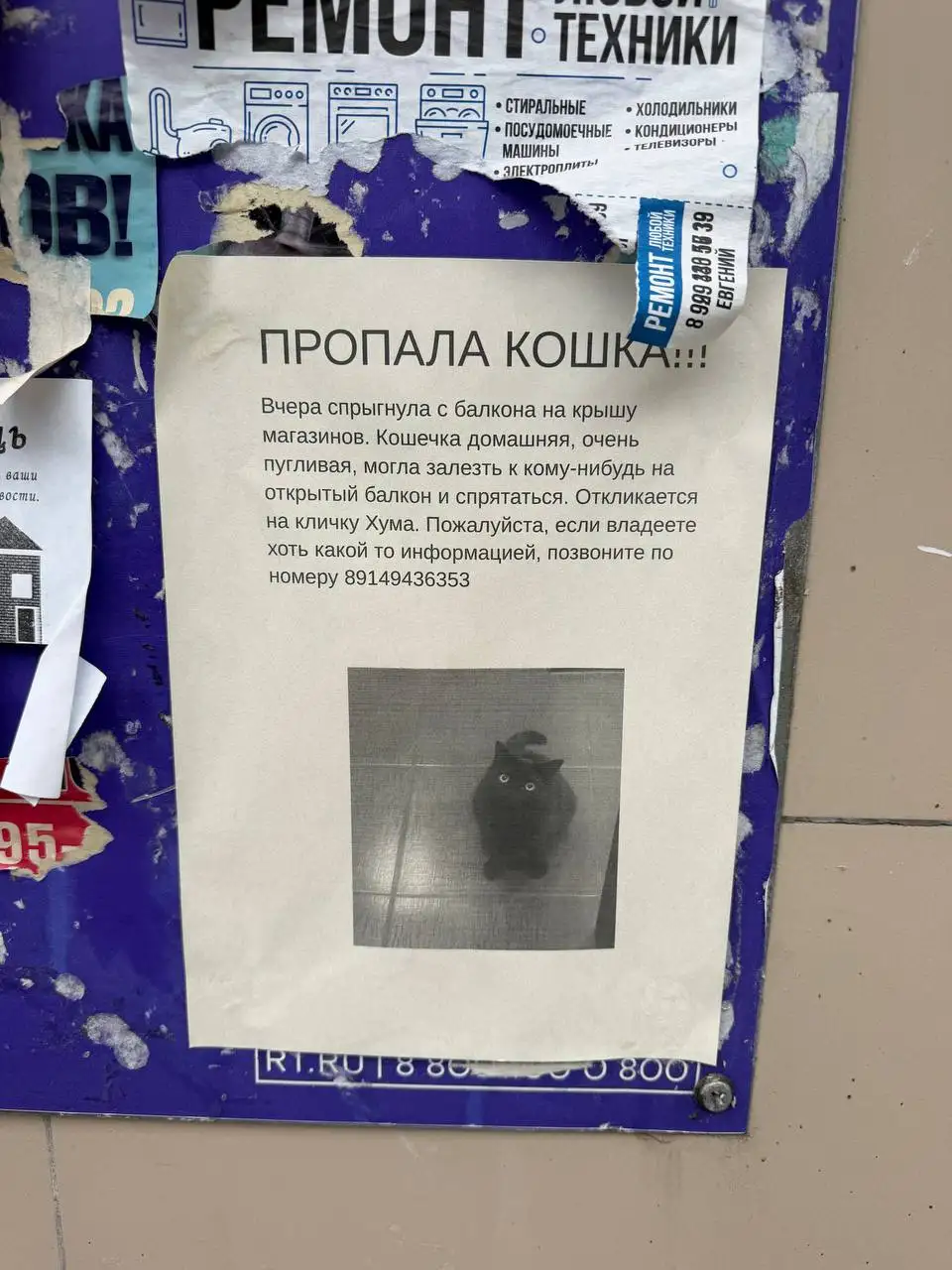 Потеряшка с дома Ядринцева 90 - Животные в Иркутск