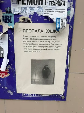 Потеряшка с дома Ядринцева 90 - Потеряшка в Иркутск