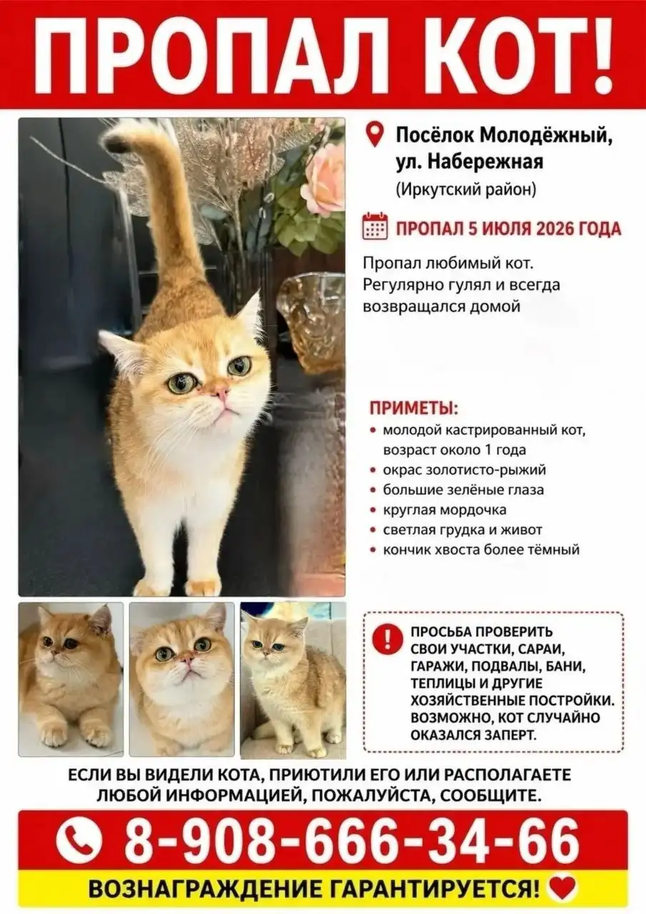 Котик найден и возвращён домой - Потеряшки (Животные) в Иркутск