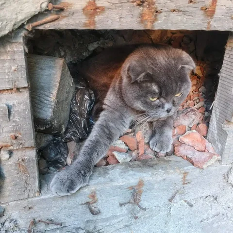 Вислоухая шотландка в дар - Потеряшка в Иркутск