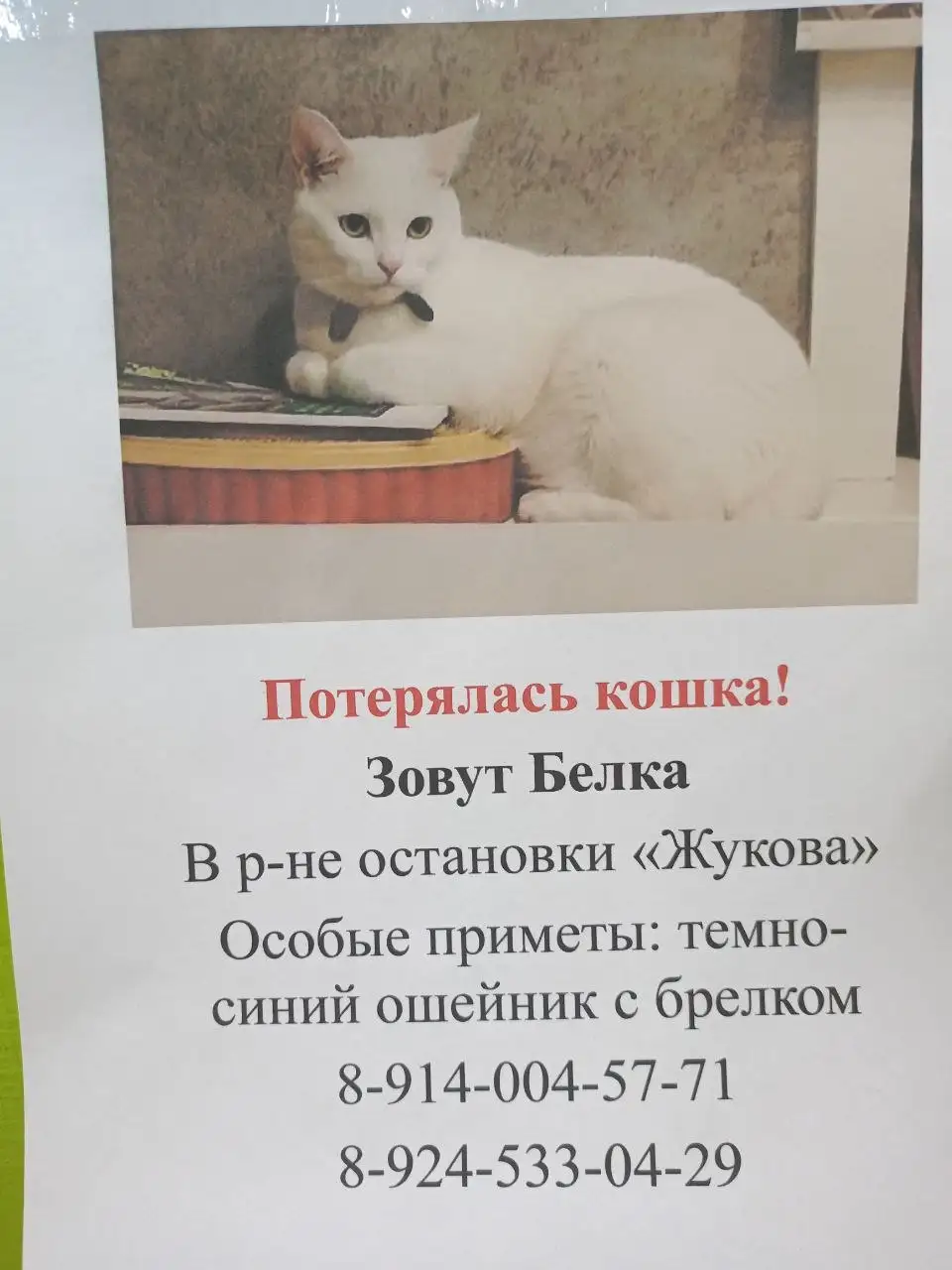 Помогите найти питомца - Животные в Иркутск