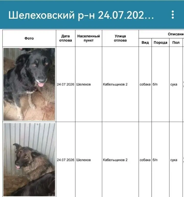 Потеряшка ШЕЛЕХОВ - Собаки в приюте - Потеряшки и находки (Животные) в Шелехов