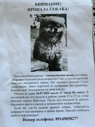 Пропал/найден кот в Иркутске - Потеряшка в Иркутск