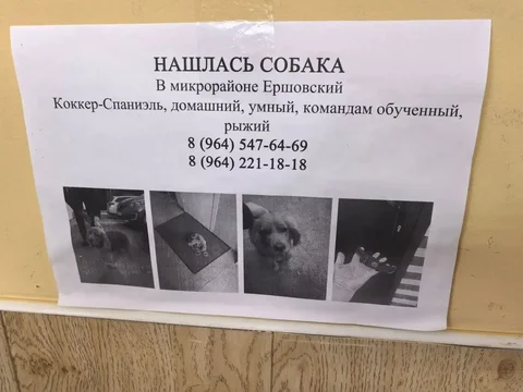 Потеряшка в Иркутске - Потеряшка в Иркутск