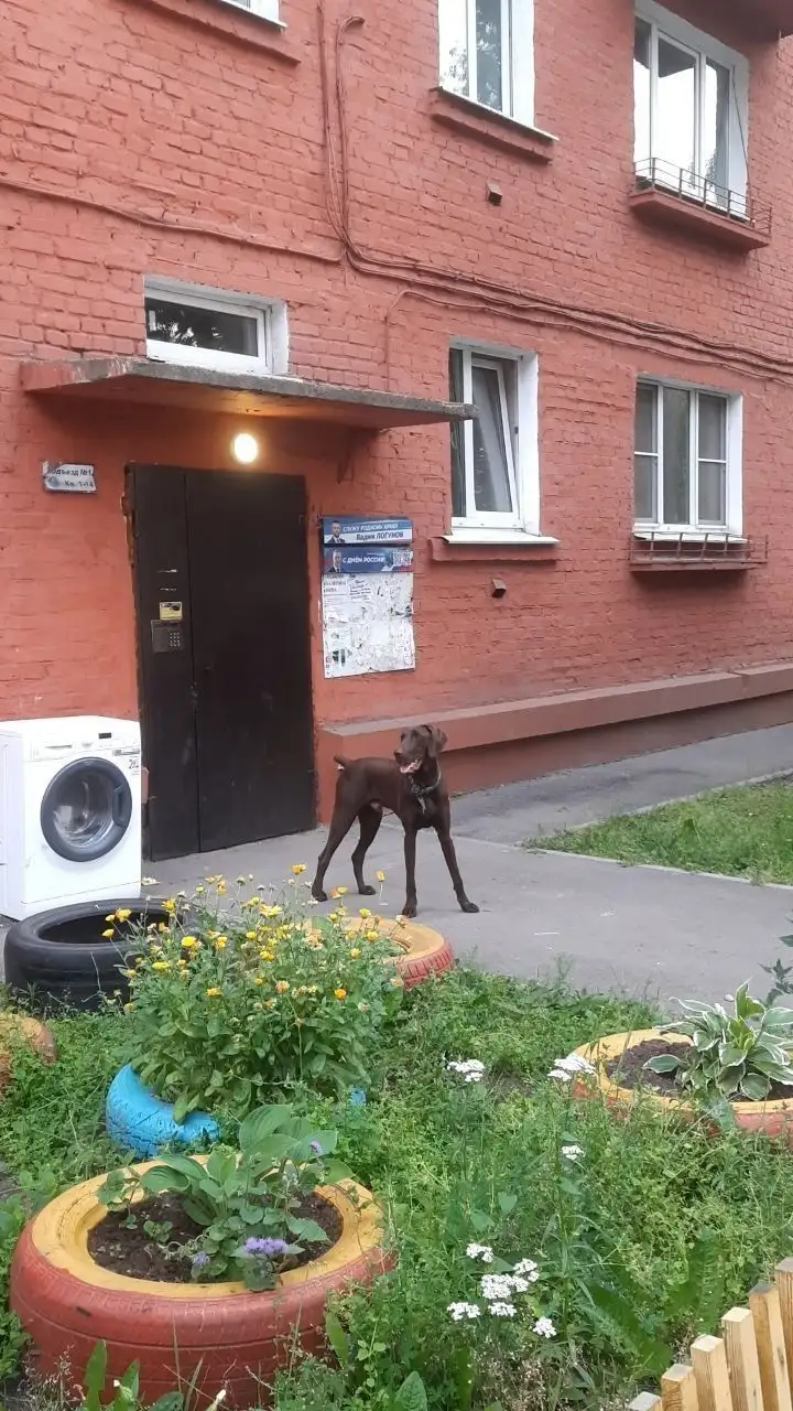 Потерялась собачка на ул. Авиастроителей, 10 - Потеряшки (Животные) в Иркутск