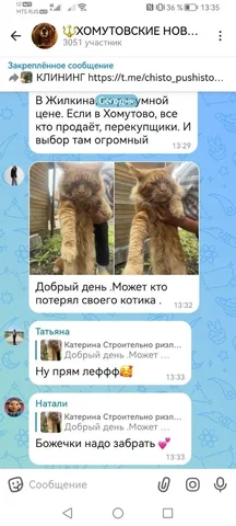 Потеряшка в Хомутово - Поиск хозяев для потерянных животных в Хомутово