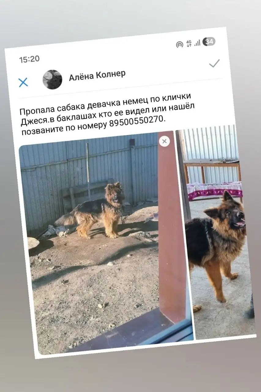 Потерялась баклаша - Потеряшки (Животные) в Иркутск