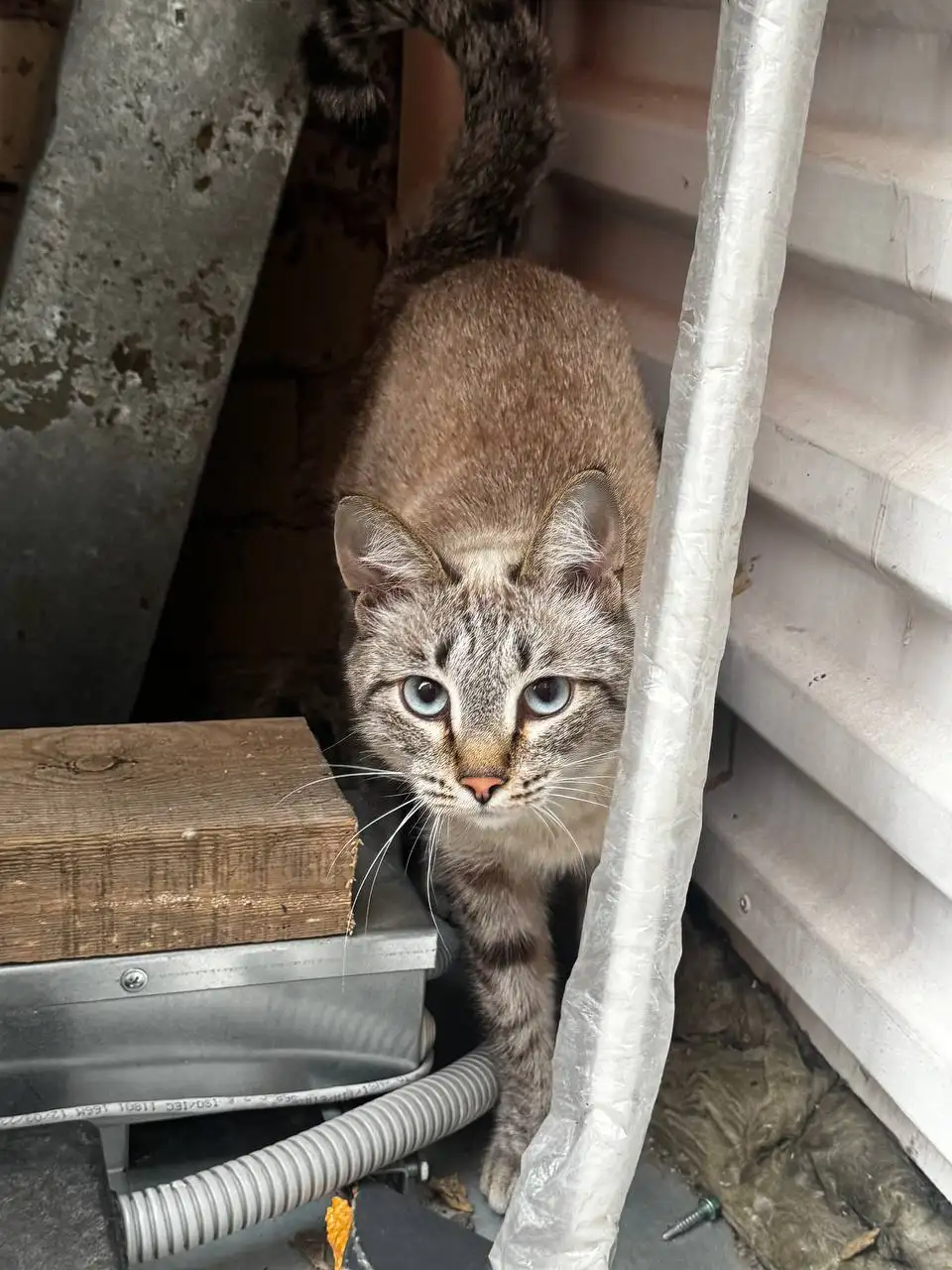 Потерялся кот на Литвинова 18 - Кошки (Животные) в Иркутск
