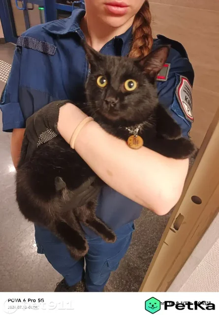 Найдена черная кошка - Животные в Иркутск