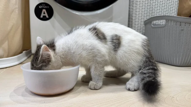Найден котенок / Жаворонки - Животные в Иркутск