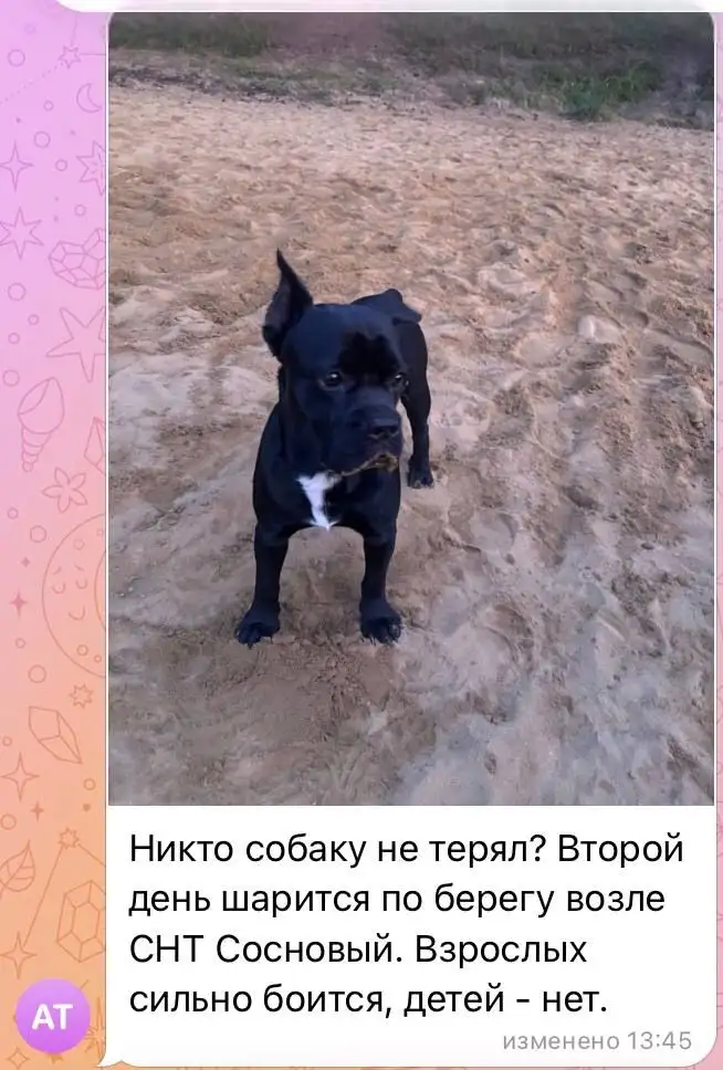 Пропажа животных в Олхинском МО - Животные в Иркутск