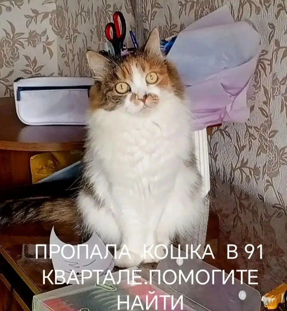 Пропала кошка в 91 квартале - Животные в Ангарск