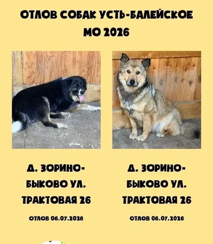 Потерянные собаки в Усть-Балейском МО - частное объявление в Ангарск
