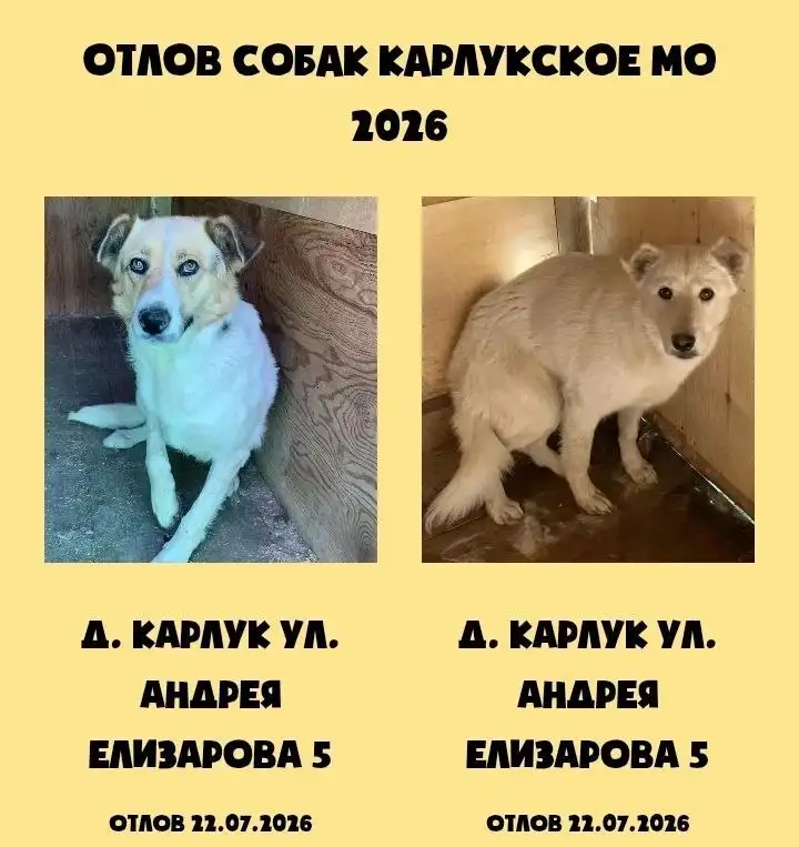 Потеряшка из Карлука - ищем хозяев - Собаки (Животные) в Ангарск