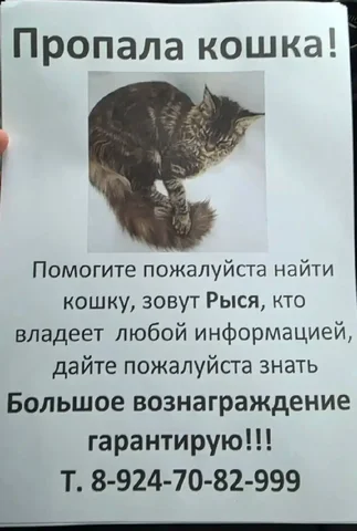 Помогите найти кошку! Вознаграждение! - Животные в Иркутск