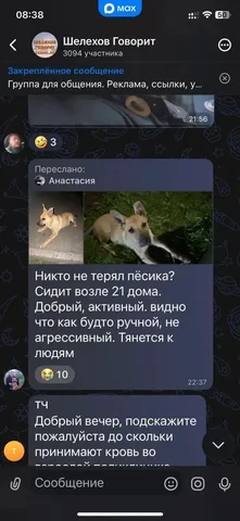 Потеряшка в Шелехове - Животные в Шелехов