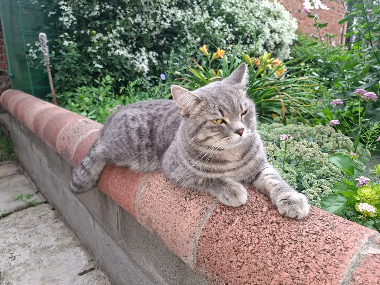 Найден котик в Новой Разводной - Кошки (Животные) в Новая Разводная