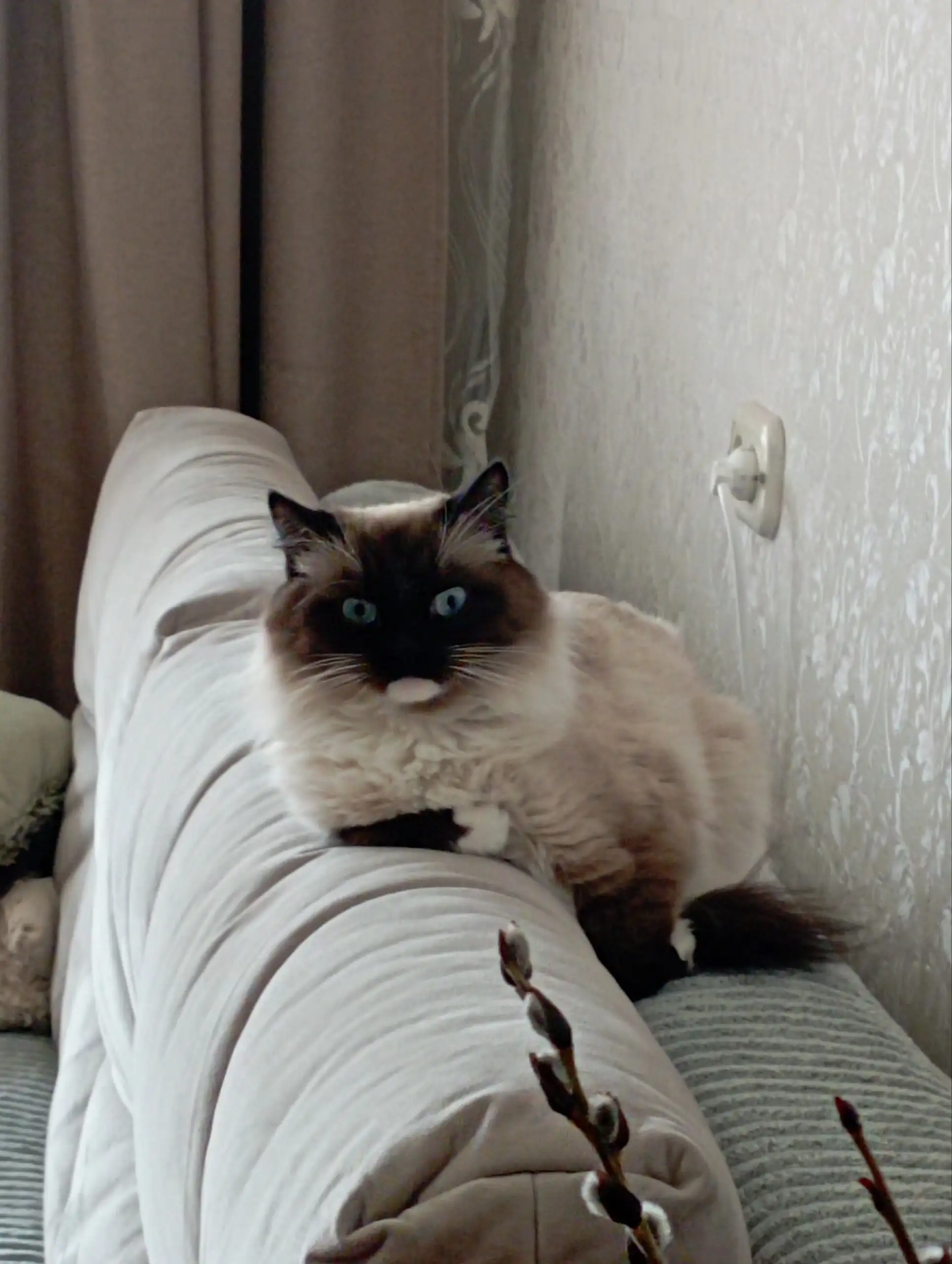 Потерялась кошка в СНТ НЕДРА, Иркутск - Потеряшки (Животные) в Иркутск