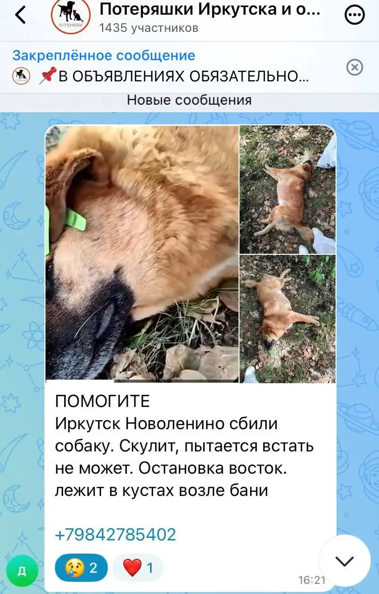 Срочно! Сбили собаку в Иркутске, нужна помощь - Животные в Иркутск