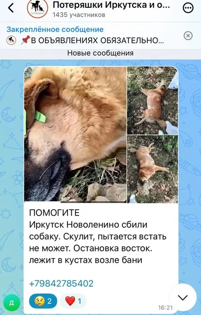 Срочно! Сбили собаку в Иркутске, нужна помощь - Животные в Иркутск
