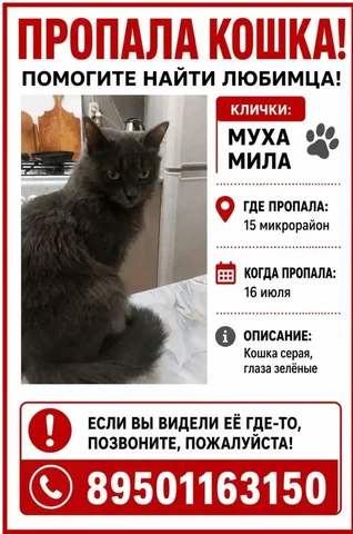 Потеряшка в Ангарске - Животные в Ангарск