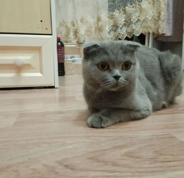 Найдена кошка в Свердловском районе, мкр. Юбилейный (Иркутск) - Компьютерная техника в Иркутск