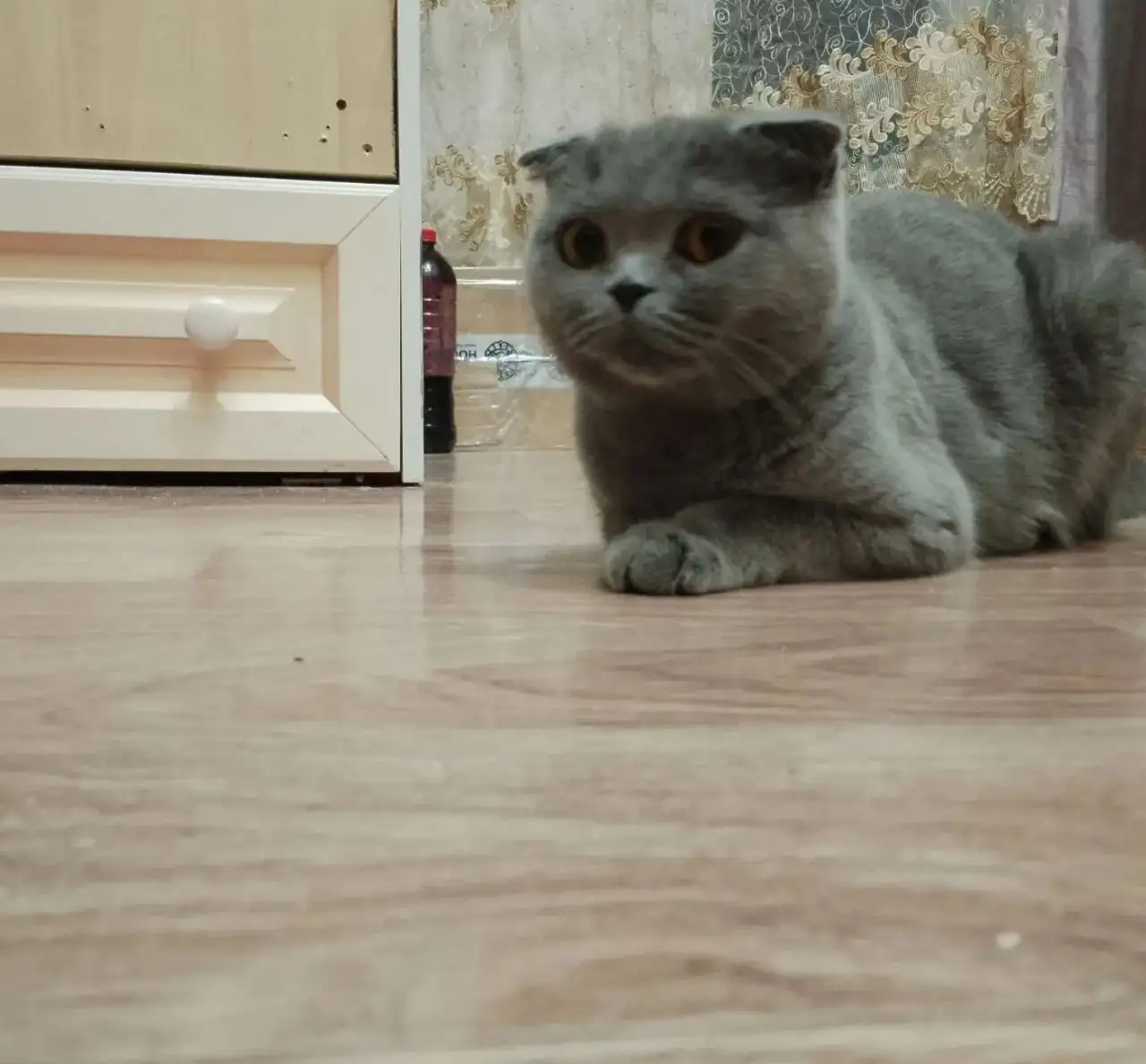 Найдена кошка в Свердловском районе, мкр. Юбилейный (Иркутск) - Животные (Барахолка) в Иркутск