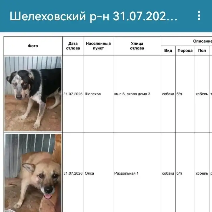 Бездомные собаки найдены в Шелехове: просьба о помощи - Животные в Шелехов