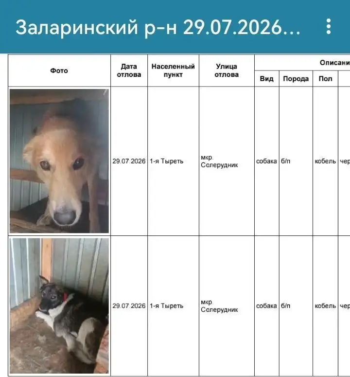В приюте в Усолье находятся собаки из Заларинского района - Потеряшки (Животные) в Усолье