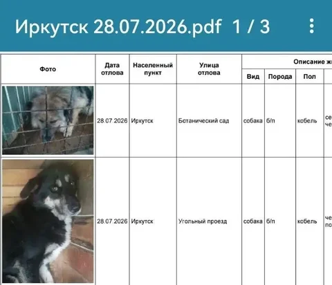 Потерявшиеся собаки в Иркутске ищут хозяев - Потеря животных в Иркутск