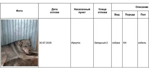 Потерянные собаки в Иркутске - ищем хозяев - Потеря животных в Иркутск