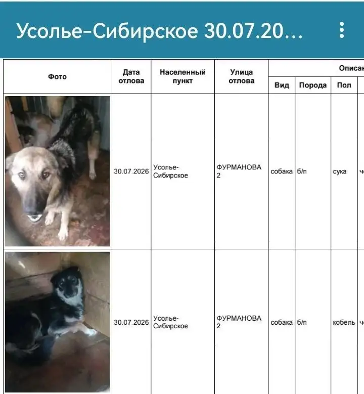 Отловленные собаки в Усолье-Сибирском ищут хозяев - Животные в Усолье-Сибирское