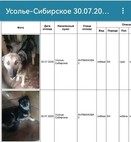 Отловленные собаки в Усолье-Сибирском ищут хозяев - Животные в Усолье-Сибирское