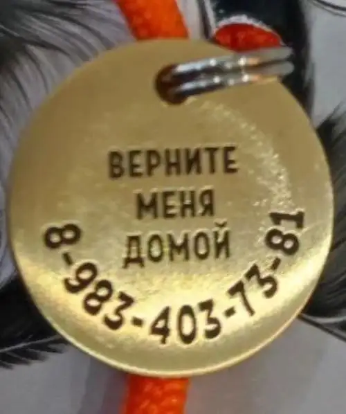 Потерялась собака коккер-спаниель Мэри (Саянск, район Корсунгай-Мейеровка) - Потерялись животные (Животные) в Саянск
