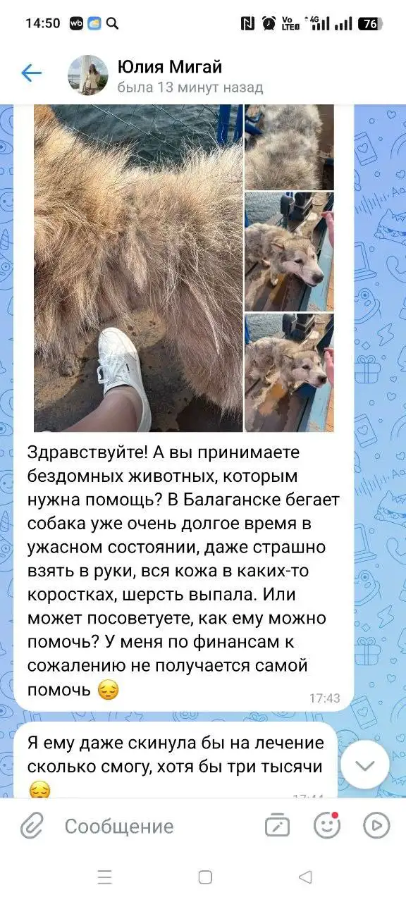 Срочная помощь собаке в Балаганске - Животные в Балаганск