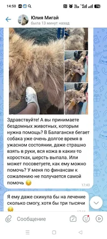 Срочная помощь собаке в Балаганске - частное объявление в Балаганск