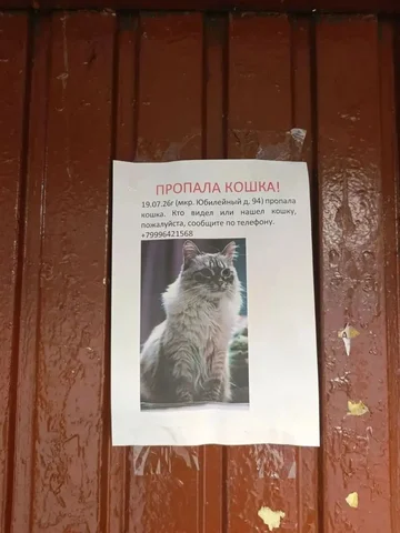 Потерялось домашнее животное в Иркутске - Компьютерная техника в Иркутск