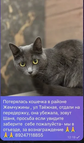 Потеряшка в Грановщина, Таёжная - частное объявление в Грановщина