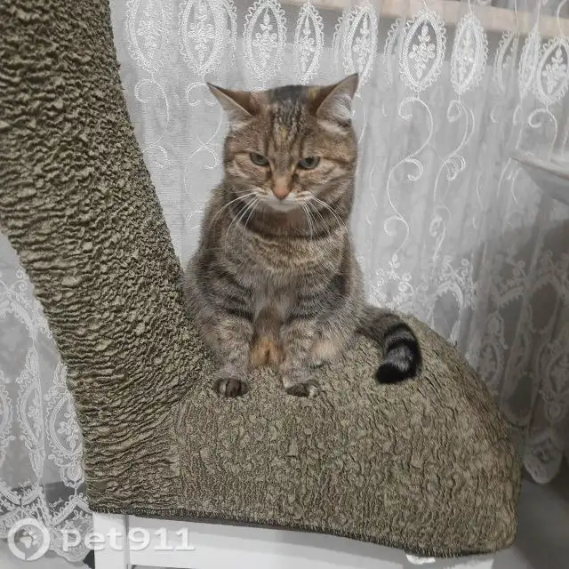Пропала кошка в Иркутске - Потеряшки (Животные) в Иркутск