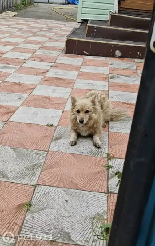 Пропала собака в Хомутово - Животные в Хомутово