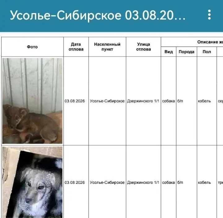 Потерянные собаки найдены в Усолье-Сибирском - Потеряшки (Животные) в Усолье-Сибирское