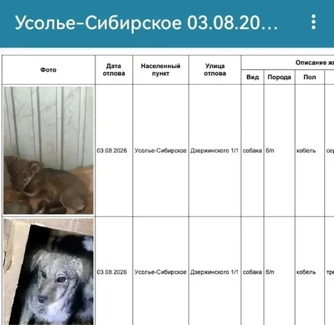 Потерянные собаки найдены в Усолье-Сибирском - Животные в Усолье-Сибирское
