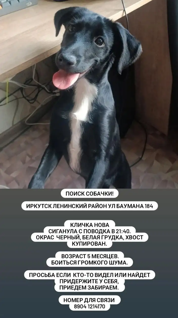 Потерялась собачка Нова, Иркутск, Ленинский район - Барахолка в Иркутск