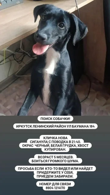 Потерялась собачка Нова, Иркутск, Ленинский район - Компьютерная техника в Иркутск